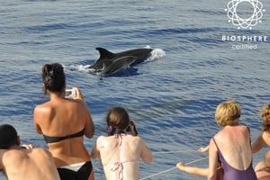 Funchal: Pico Arieiro, Cristo Rei y Avistamiento de Delfines
