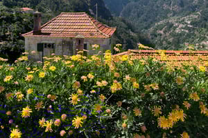 Funchal: Tuk tuk-tur i Nonnedalen