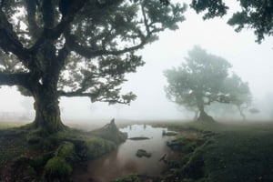 Funchal: senderismo por Vereda do Fanal PR13 con traslado y guía