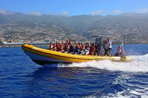 Funchal: Wal- und Delfinbeobachtungstour mit dem Boot