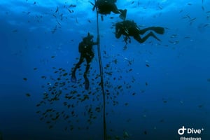 Madeira: Tauchen für Anfänger ab der Insel Porto Santo