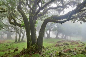 Madeira: Bosque de Fanal y Cabo Girão para Crucero