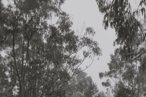 Madeira : Tour 4x4 dia inteiro com experiência gastronómica local