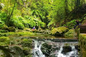 Madeira Hidden Corners: Enchanted Levada do Rei Guided Walk