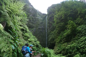 Eiland Madeira: Caldeirão Verde Levada Wandeling
