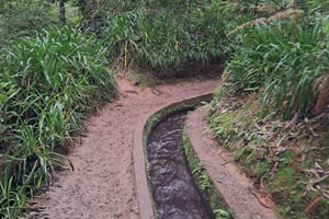 Madeira: Levada do Rei Guided Hike with Hotel Pickup