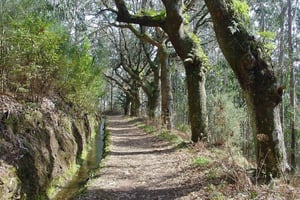 Madeira: Levada Paradise Valley Scenic Walk