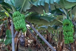 Madère : visite privée d'une ferme de bananes avec prise en charge