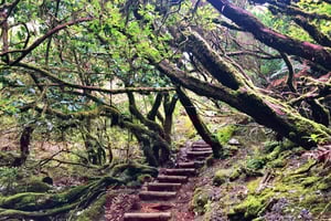 Madeira: Yksityinen opastettu Vereda do Fanal -kävely PR13