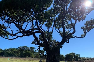 Madeira: Private Sightseeingtour für bis zu 6 Personen