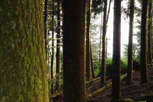 Madeira: Santo da Serra E-Bike Tour with Guide