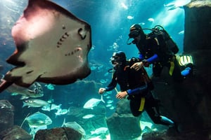 Porto Moniz: Tauchen mit Haien und Rochen im Madeira Aquarium