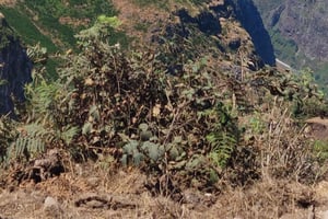 Privater Halbtag & Eukalyptuswald Offroad