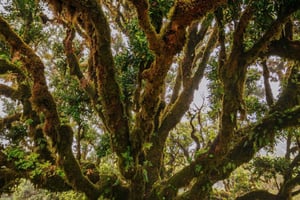 Rabaçal Nature Experience: Alecrim & Lagoa do Vento Hike