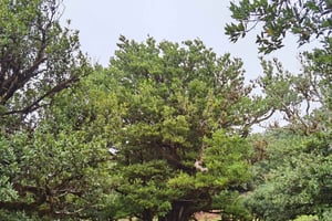 Westen: 4x4 Tour | Seixal Strand | Porto Moniz Naturpools |