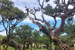 西マデイラ：月桂樹の森、滝、岩のプール、散策