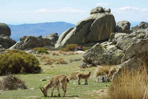 Fra Madrid: Sierra de Guadarrama Vandredagstur