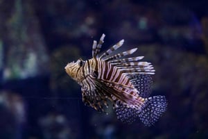 Madrid: Atlantis Aquarium Entry Ticket