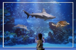 Madrid: Adgangsbillet til Atlantis Aquarium