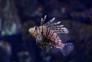 Madri: ingresso para o Aquário Atlantis