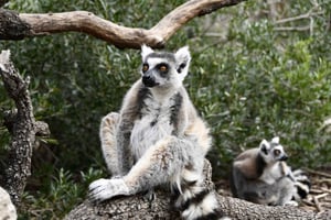 Madrid : Billet d'entrée à Faunia