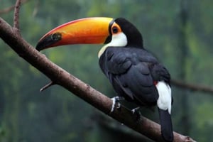 Madrid: Ingresso Faunia