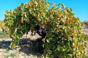 Madrid-vintur: Oplev unikke lokale vingårde og smagninger