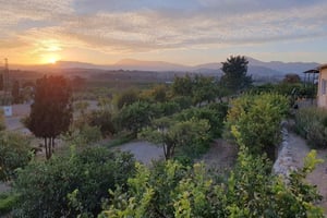 Flavors of the Sun: Guided tour and citrus tasting from the Costa del Sol