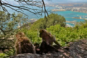 Dagtour naar Gibraltar en Mijas met vrije tijd vanuit Málaga
