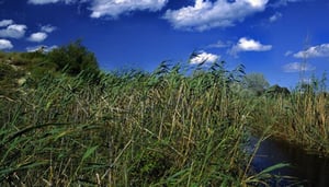 Albufera National Park