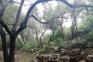 baño de bosque / bany de forêt