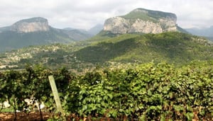 Castell Miquel Wine Estate