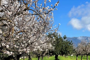 Abraça o encanto da época das amendoeiras em flor em Maiorca