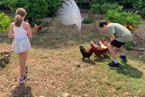 From Palma: Soller valley walk and picnic in orange farm