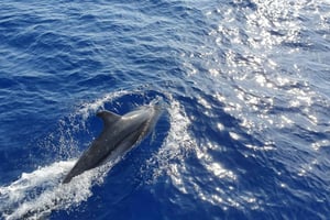 マヨルカ島：ガラス底ボートでイルカウォッチングクルーズをお楽しみください