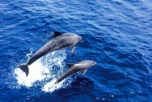 Maiorca: crociera per avvistare i delfini