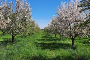 Maiorca: tour in minivan tra i mandorli in fiore - GUIDA IN TEDESCO