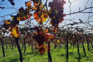 Majorka: Wycieczka minibusem po winnicach i gajach oliwnych z degustacją wina/oliwy