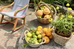 Palma : Train Vintage de la Vallée des Orangers et Visite d'une Plantation d'Orangers