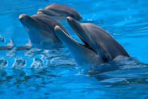 Майорка: Билеты в Маринеленд с трансфером с севера