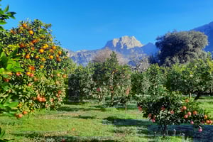 マヨルカ：西海岸＆オレンジバレー ミニバスツアー