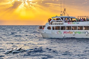 Port d'Alcudia: Sunrise at Sea & Dolphin Watching Boat Tour