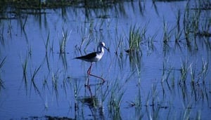S'Albufereta Nature Reserve