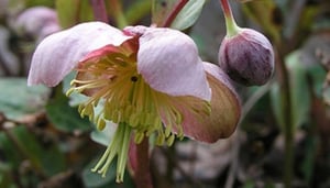 Sóller Botanic Gardens