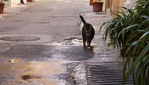 Gatos de Malta