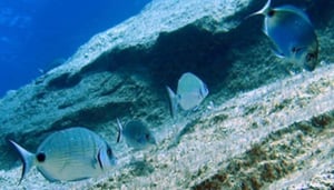 Atlantis Diving Centre