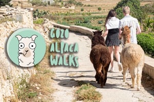 Gozo Alpaca Walks: com alimentação e visita à fazenda