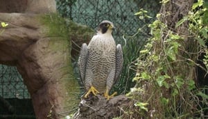 Malta Falconry Centre