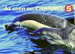 ドルフィンアドベンチャー