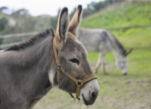 Donkey Dreamland